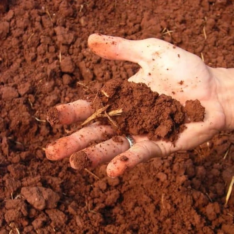 Applying Manure During The Active Growing Season
