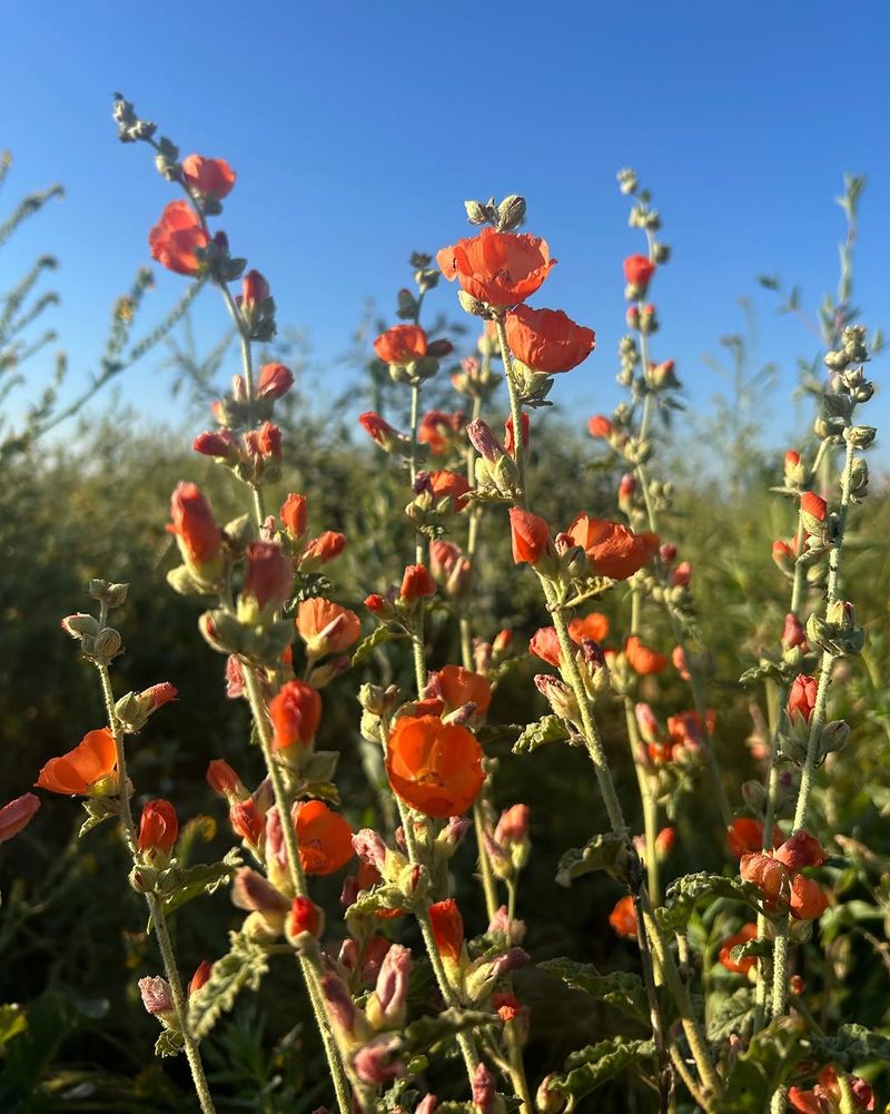 Apricot Mallow