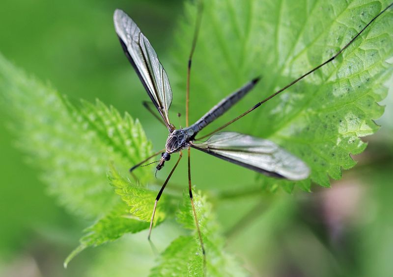 April And May Are Key Months For Crane Fly Damage In Michigan