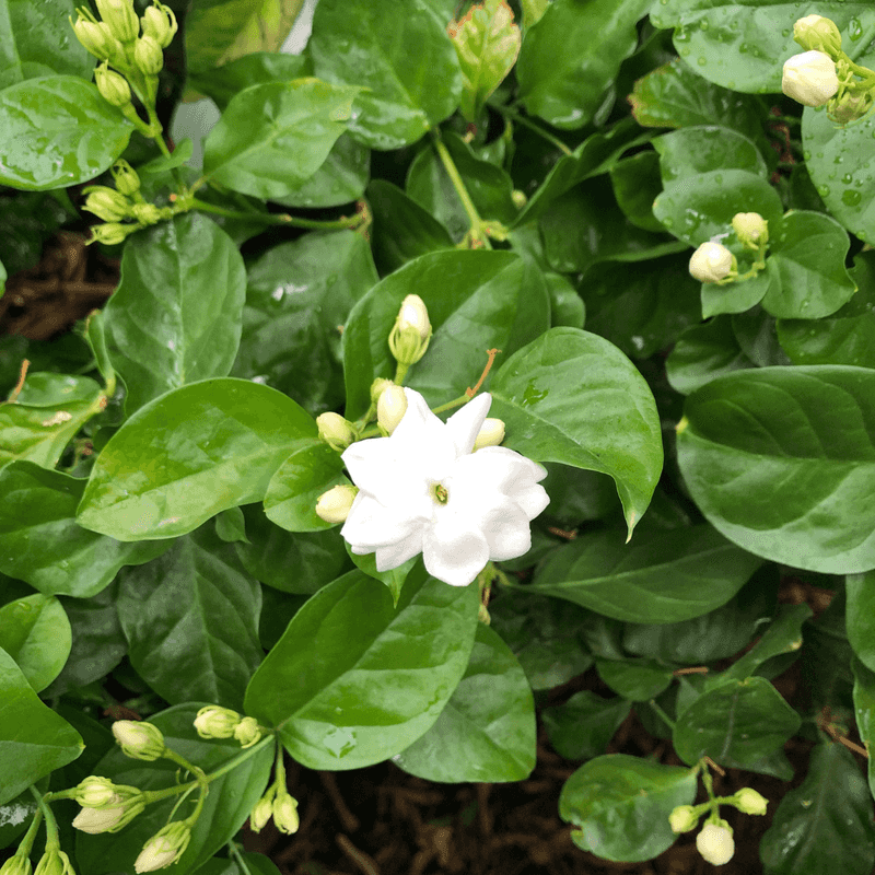 Arabian Jasmine Offers Rich Fragrance In California's Mildest Gardens