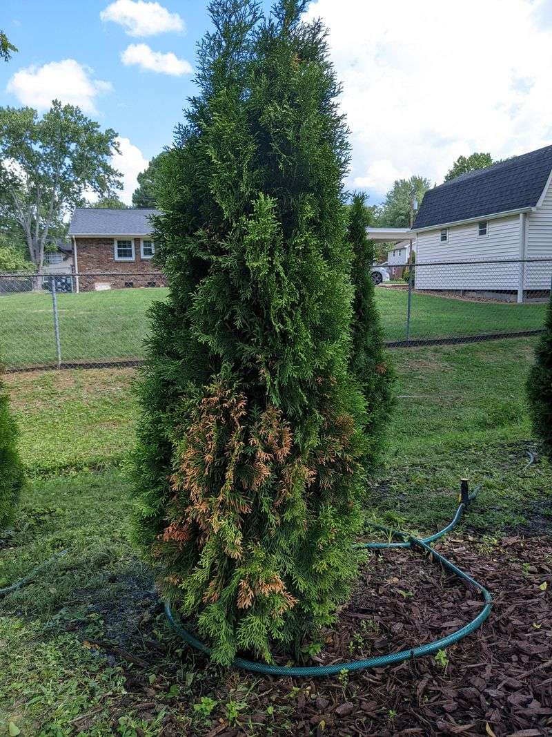 Arborvitae Can Brown Out Before Homeowners Know Why