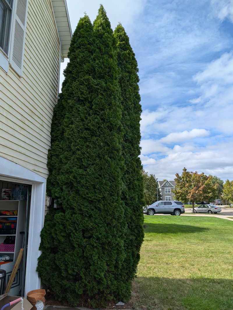 Arborvitae Can Swallow A Foundation Bed Over Time