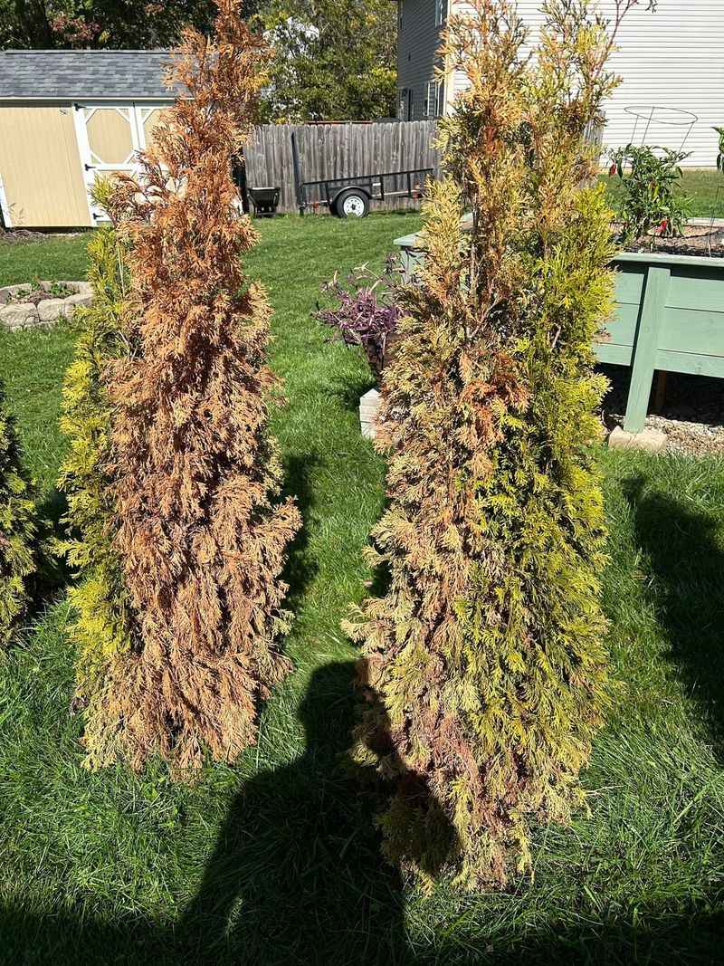Arborvitae Can Turn Crispy When California Heat Hits