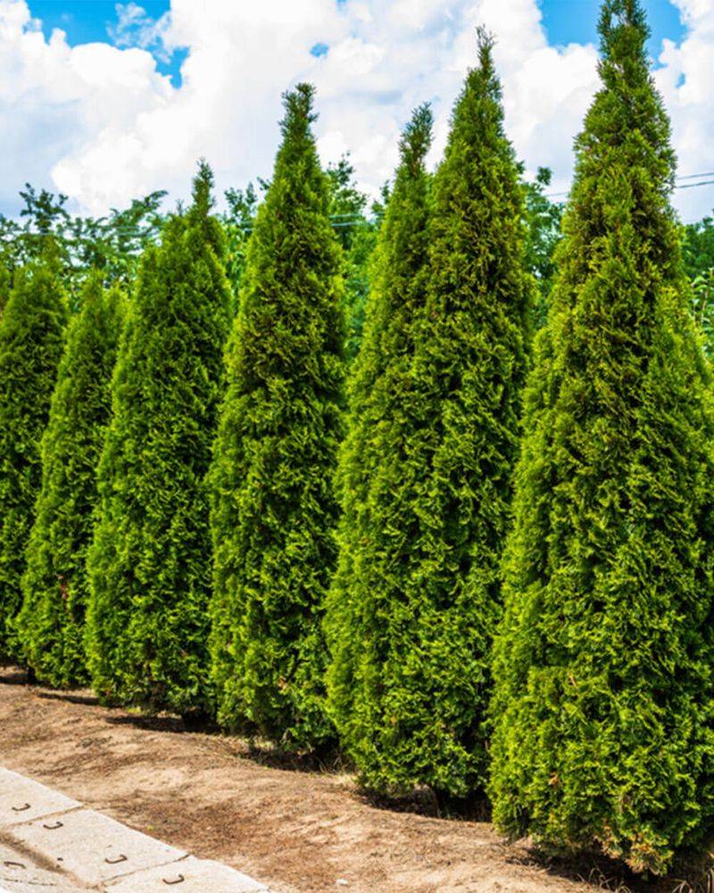 Arborvitae Is Less Favored Arborvitae Is Less Favored