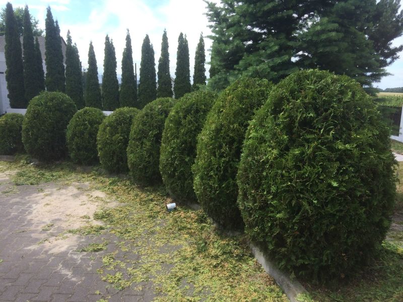 Arborvitae