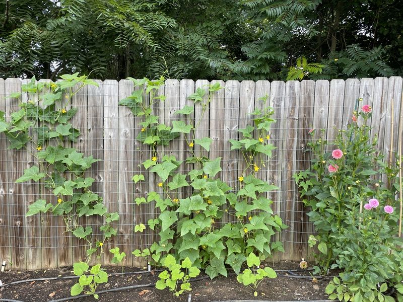 Fence Trellis Turns Boundaries Into Growing Space