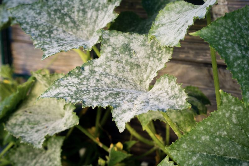 Areas With Constant Overhead Irrigation Increase Leaf Problems