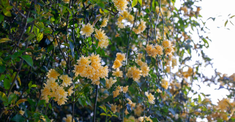 Arizona Climbing Plants That Cover Fences Fast Without Damaging Foundations
