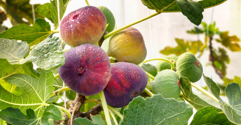 fig tree (featured image)