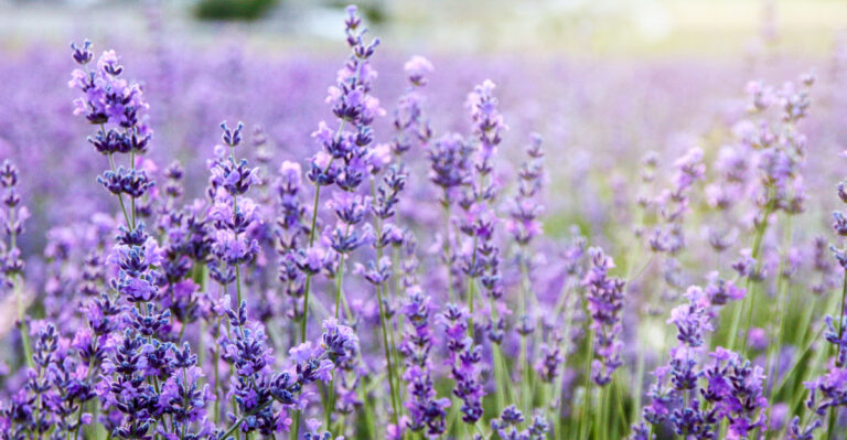 plant (featured image)