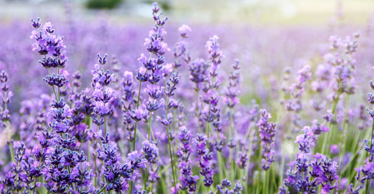 plant (featured image)