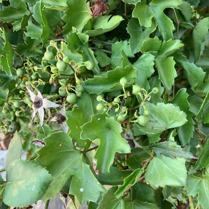 Arizona Grape Ivy Drapes Naturally Along Fences