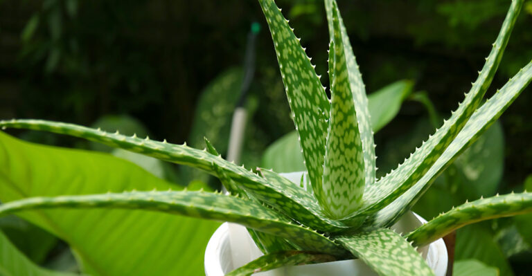 Arizona Patio Plants That Can Take Full Sun And Concrete Heat