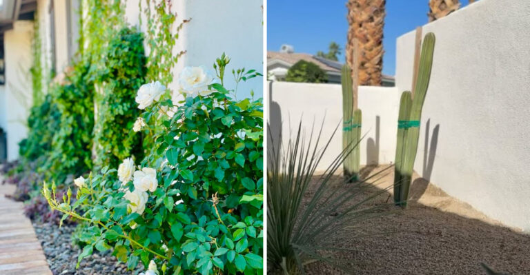 Arizona Plants Gardeners Regret Growing Too Close To Stucco Walls