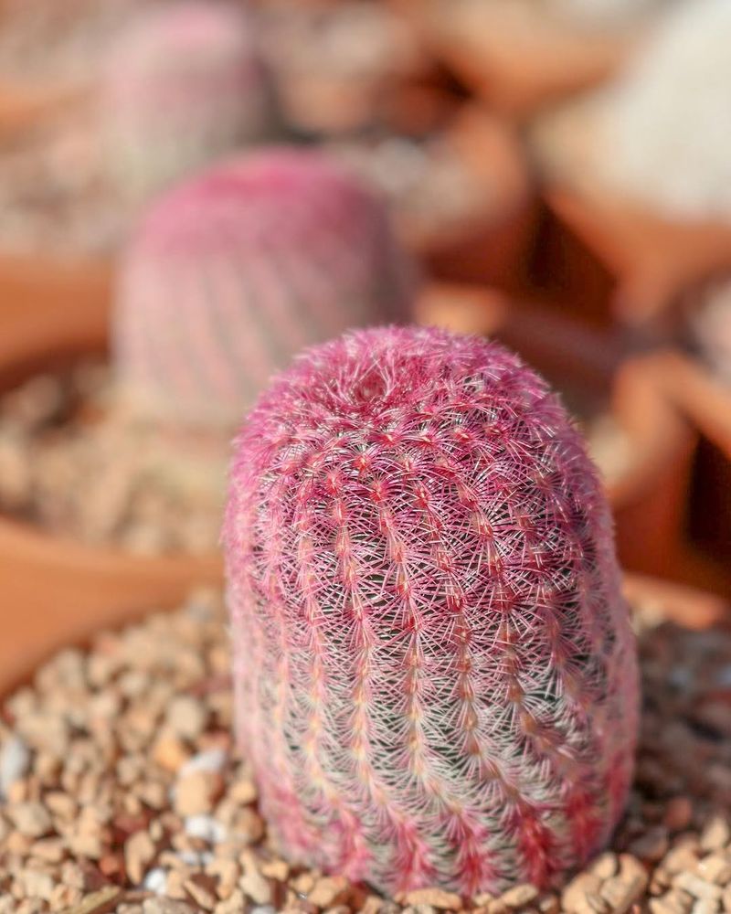 Arizona Rainbow Cactus Produces Vivid Pink Flowers After Warm Weather