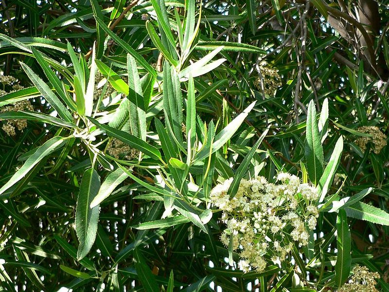 Arizona Rosewood Expands Fast In Confined Areas