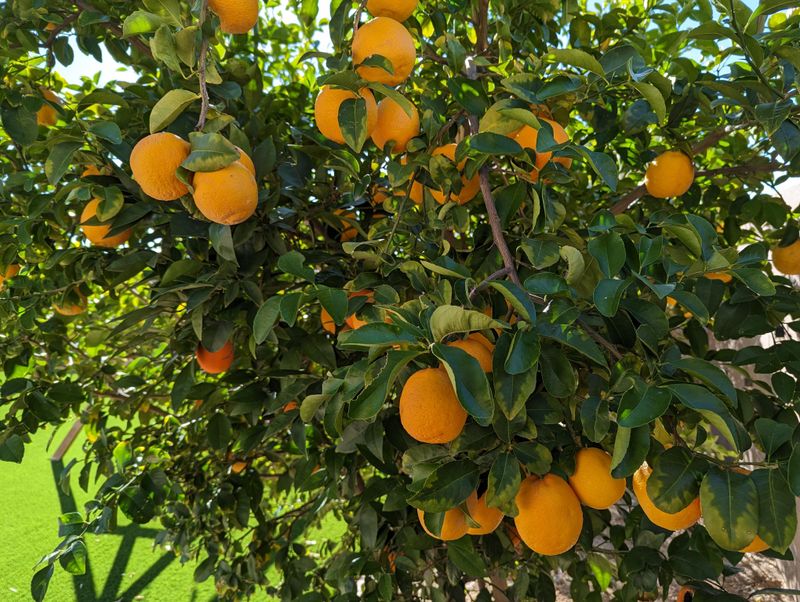 Arizona Sweet Oranges Grow Reliably In Low-Desert Yards