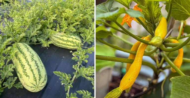 Arizona Vegetables You Can Still Direct Sow Before May Ends