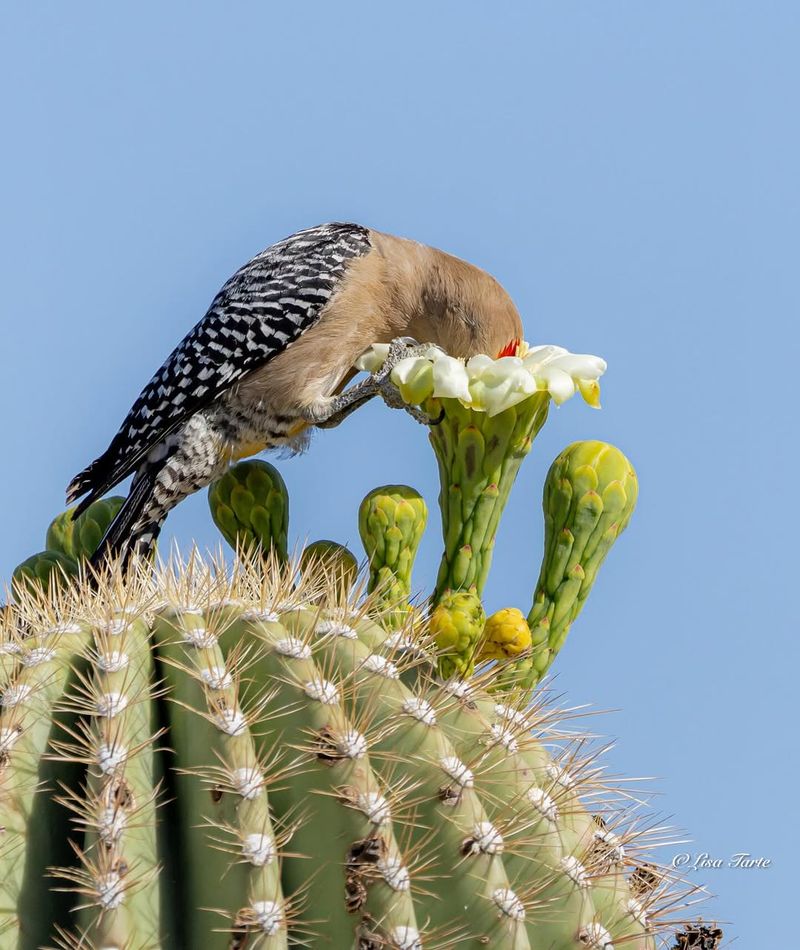 Arizona Yards Offer Useful Food Sources