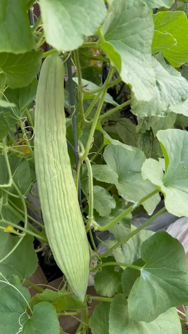 Armenian Cucumber