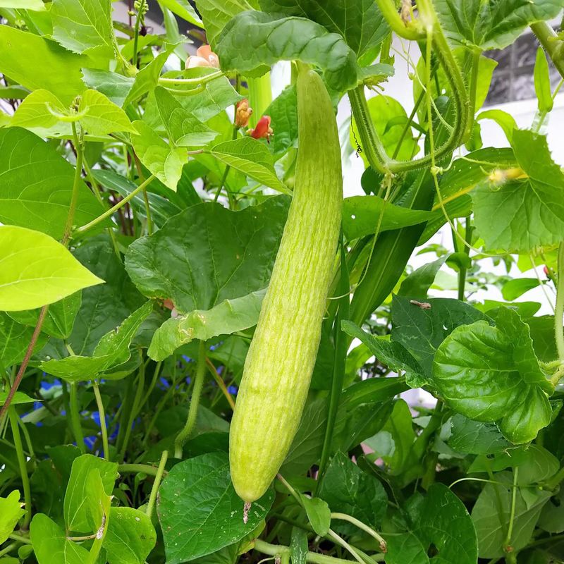Armenian Cucumbers (Cucumis melo var. flexuosus) Thrive During Hot Southern Summers Armenian Cucumbers (Cucumis melo var. flexuosus) Thrive During Hot Southern Summers