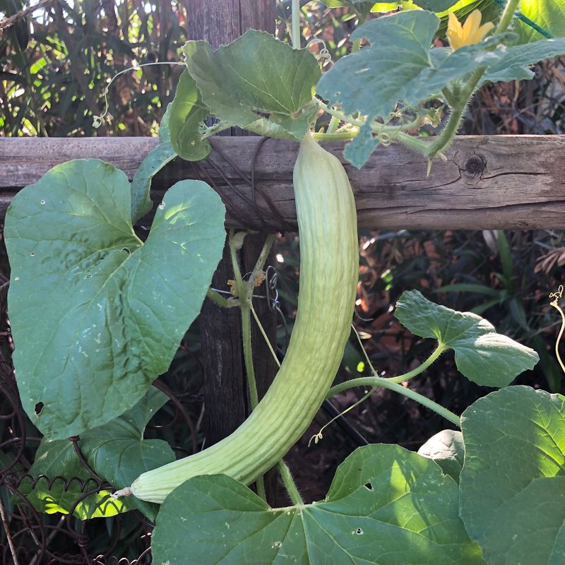 Armenian Cucumbers Grow Well In Triple-Digit Weather