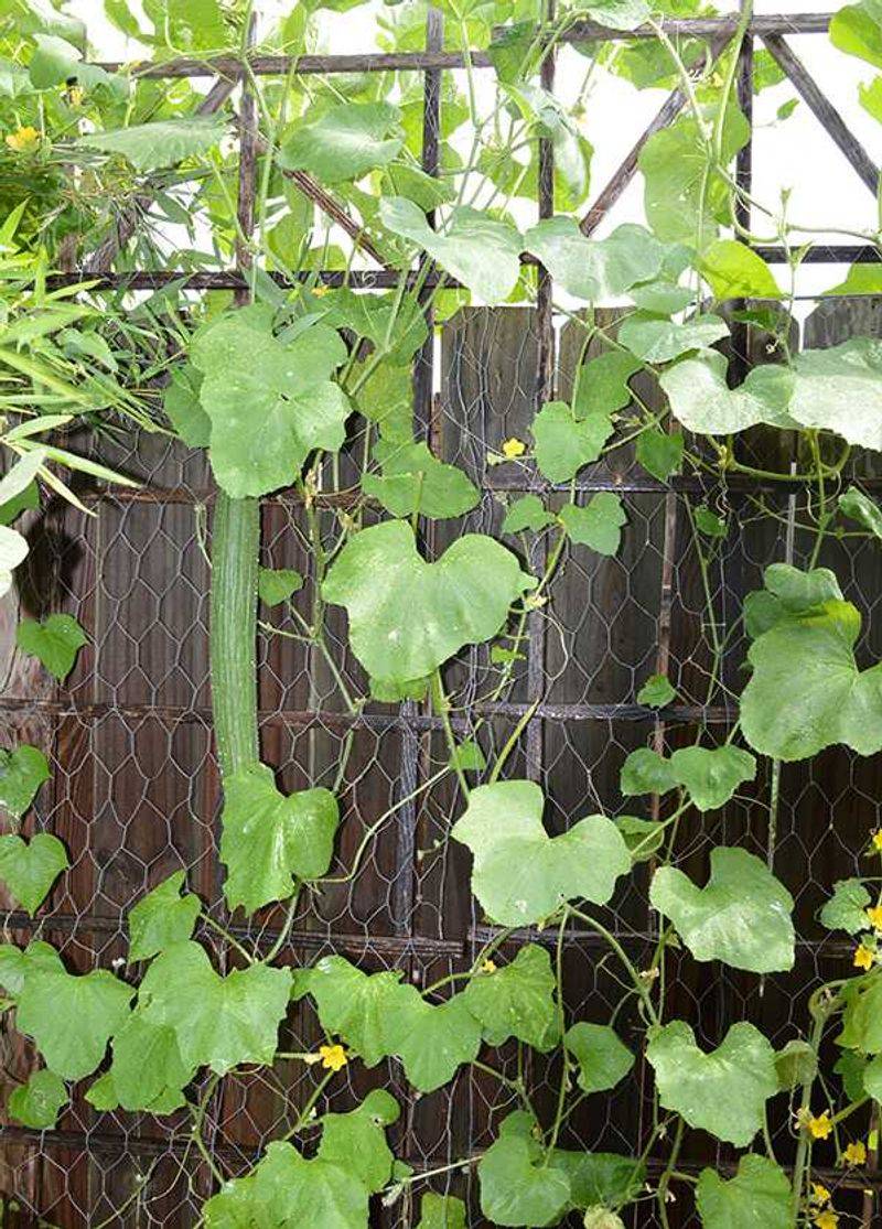 Armenian Cucumbers Produce Well In Hot Gardens