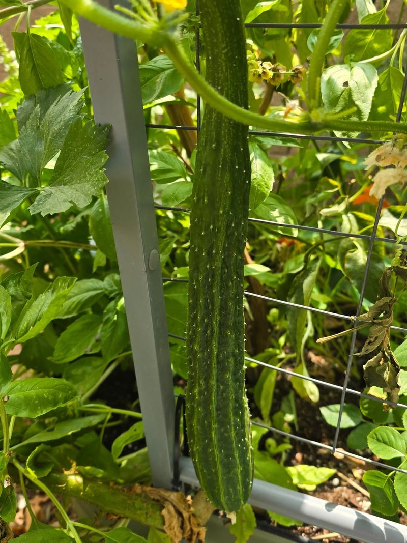 Armenian Cucumbers Spread Vertically And Stay Easier To Harvest