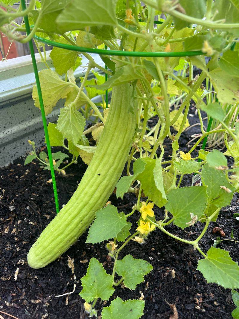 Armenian Cucumbers Armenian Cucumbers