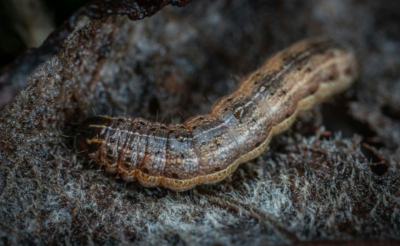 Armyworms Armyworms