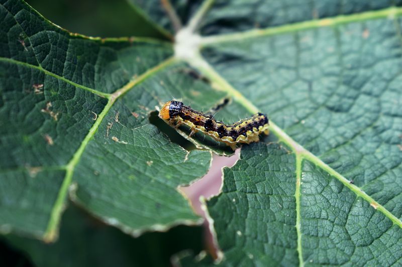 Armyworms