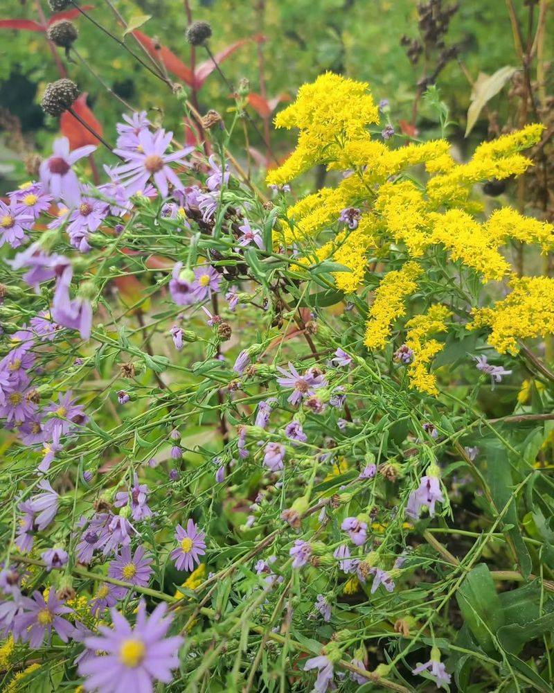 Aromatic Aster And Goldenrod Keep Pollinators Fed Into Fall