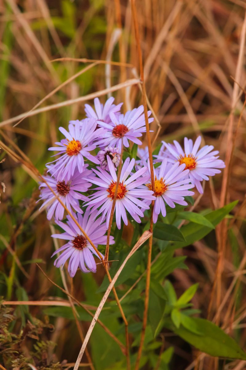 Aromatic Aster