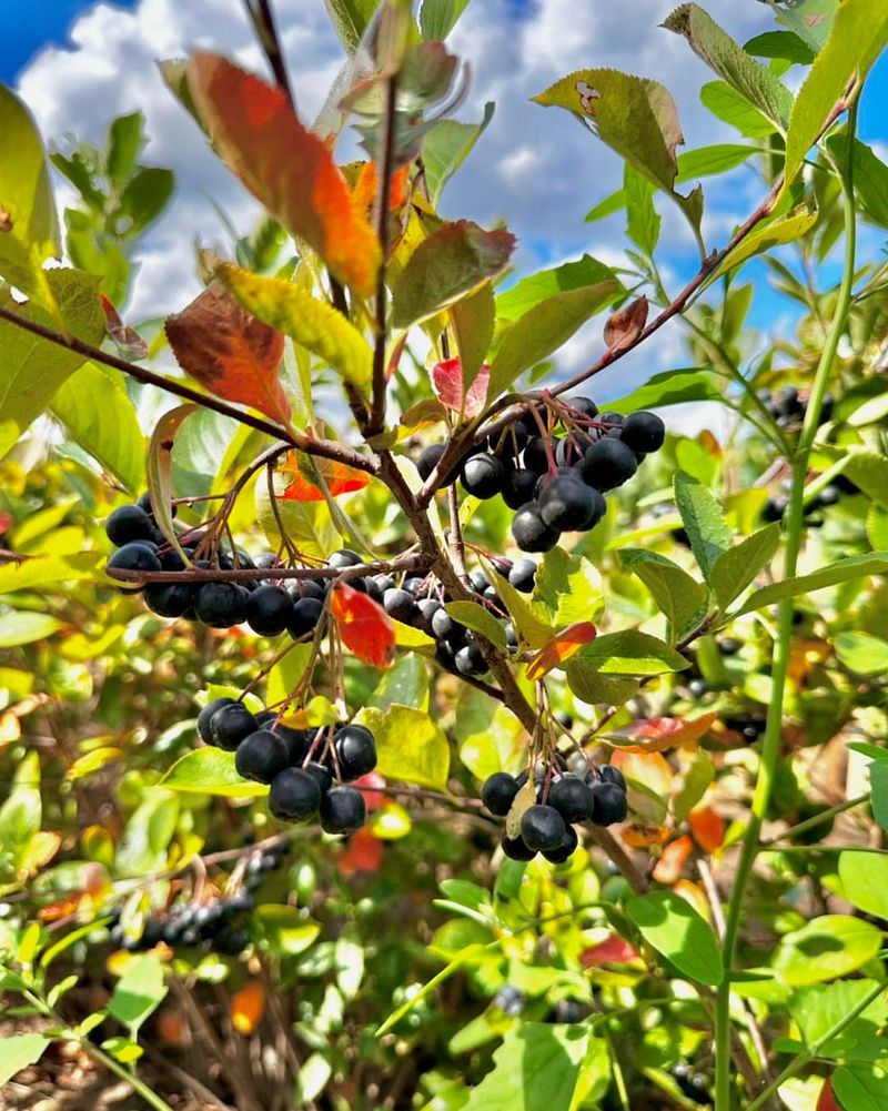 Aronia Adds Dark Berries And Strong Fall Color