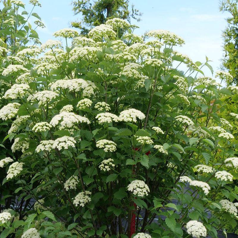 Arrowwood Viburnum