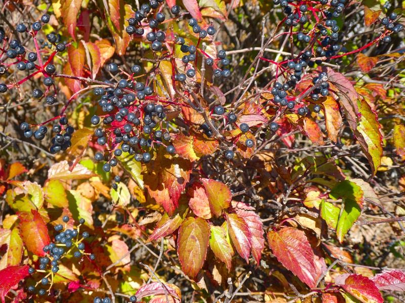 Arrowwood Viburnum Arrowwood Viburnum