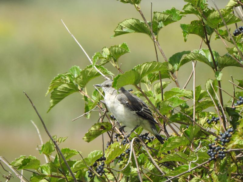 Arrowwood Viburnum Brings Birds In With Berries Arrowwood Viburnum Brings Birds In With Berries