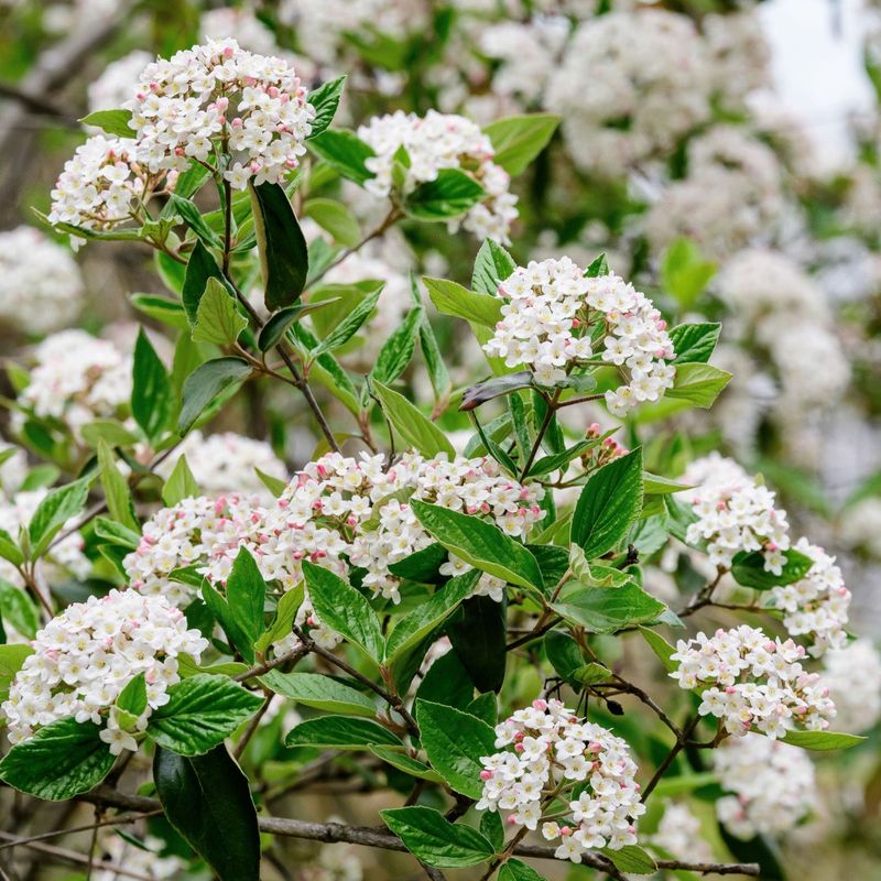 Arrowwood Viburnum Fills Borders With Native Structure