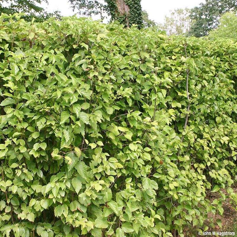 Arrowwood Viburnum Handles Ohio Conditions Well Arrowwood Viburnum Handles Ohio Conditions Well