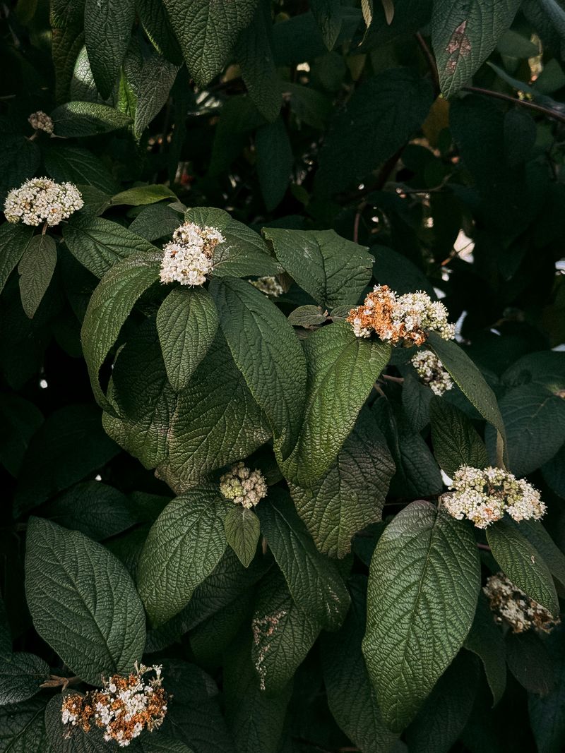 Arrowwood Viburnum Arrowwood Viburnum