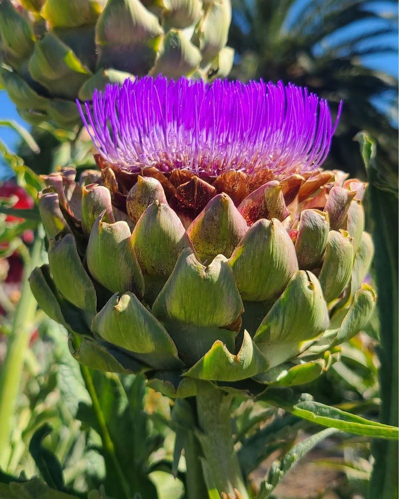 Artichokes Bring Big Silver Leaves And Dramatic Flower Buds