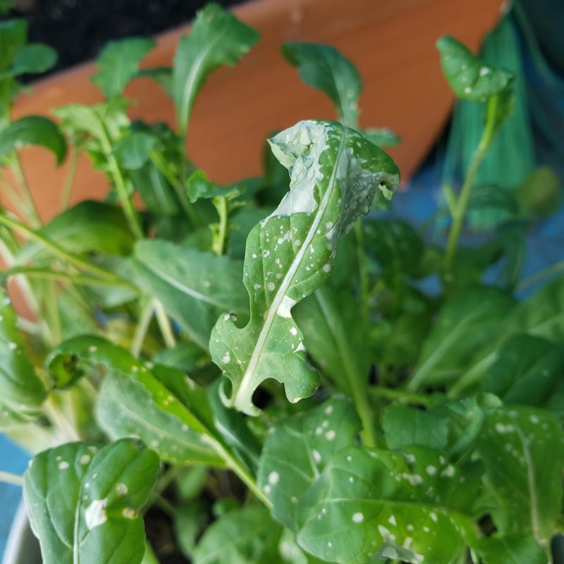 Arugula