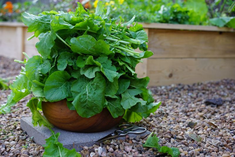 Arugula Gives Quick Harvests Before Heat Builds