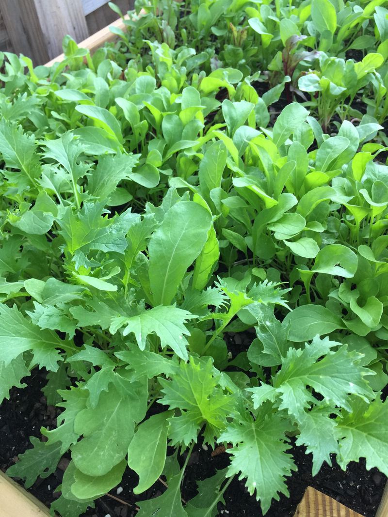 Arugula Keeps The Harvest Moving Quickly