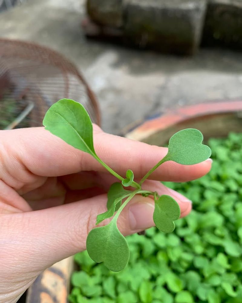 Arugula Turns Around Fast In Partial Shade