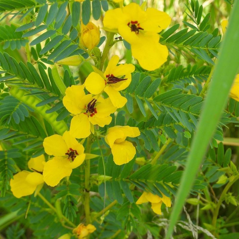 As A Legume, Partridge Pea Can Help Enrich The Soil