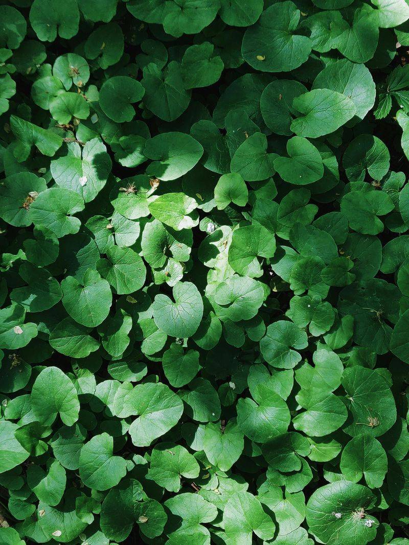 Asarum Canadense