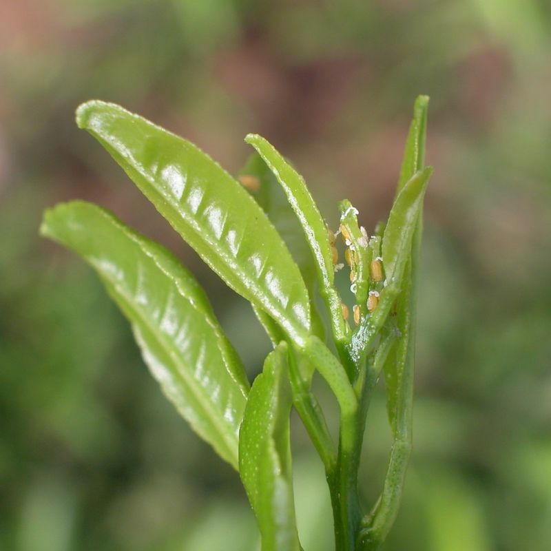 Asian Citrus Psyllid Is The Pest To Take Seriously