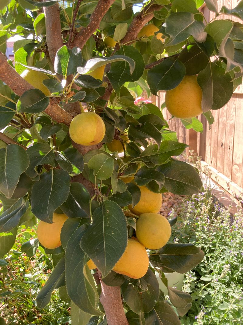 Asian Pears Give You Crisp Fruit Without Peach Problems
