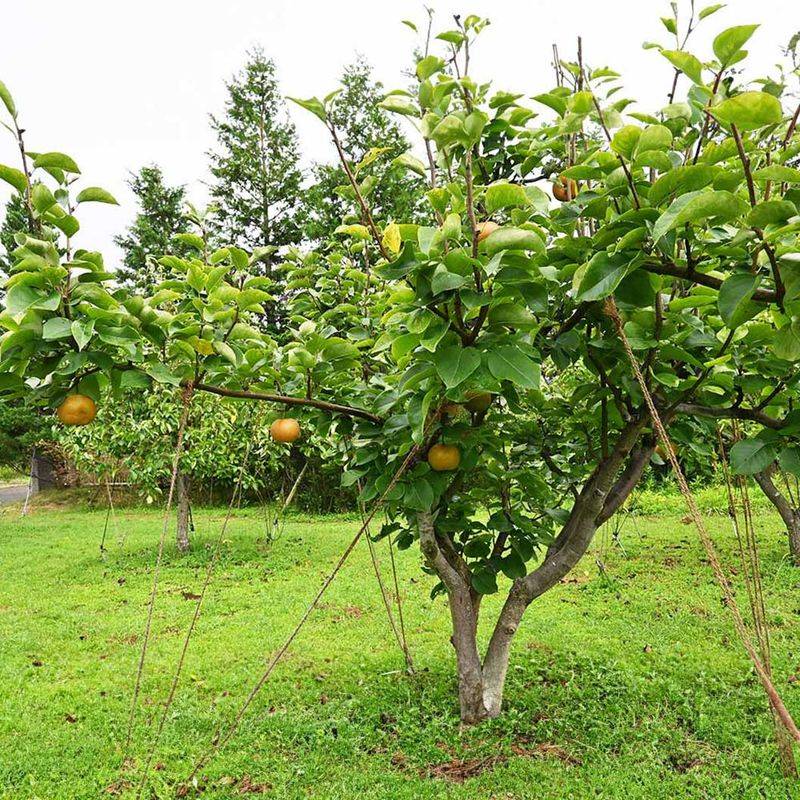 Asian Pears Stay Manageable And Highly Productive